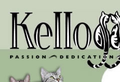 Kelloggs Cattery - Producing Quality Shorthair Cats with Passion, Dedication and Love