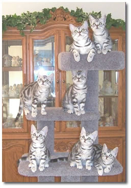 The Silver Tabby Clan