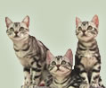 Desiree, Sierra and Savanah of Kelloggs Cattery